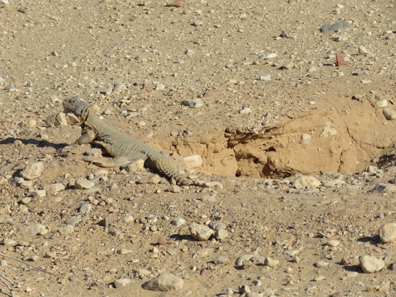 Dabb Lizard  photographed by אסף הברי 