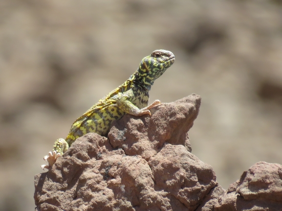 Uromastyx ornata  צולם על ידי אסף הברי 