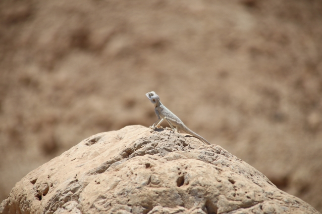 Agama sinaita  photographed by שי רוזנצוויג 