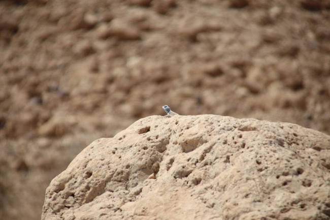 Agama sinaita  photographed by שי רוזנצוויג 