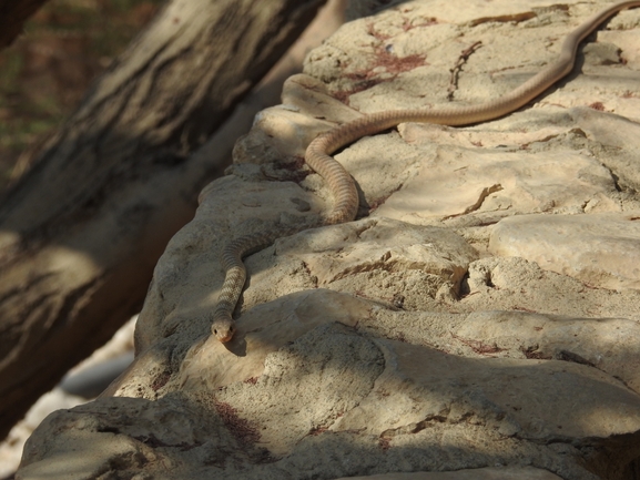 Coluber rhodorachis  photographed by נטליה לדיז'אנסקי 