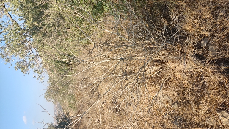 Bufo viridis  photographed by נעם שגב 