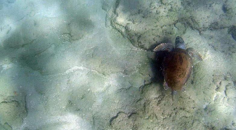 Bufo viridis  photographed by טל רז 