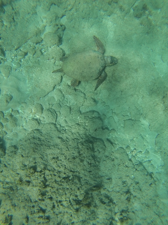 Bufo viridis  photographed by טל רז 