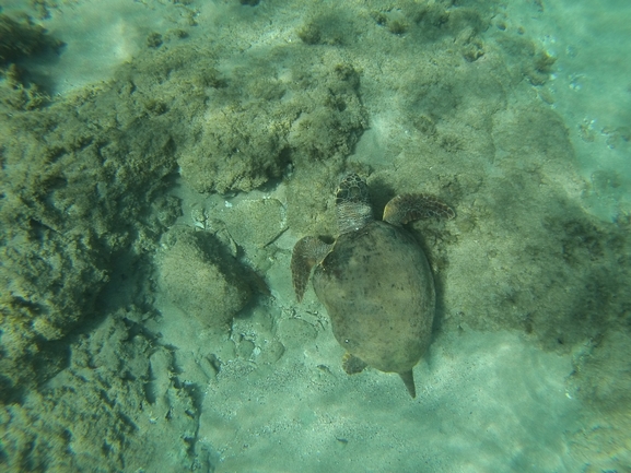 Bufo viridis  photographed by טל רז 