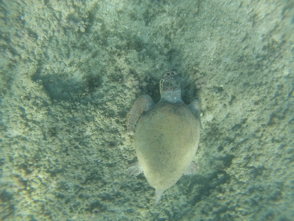 Bufo viridis  photographed by טל רז 