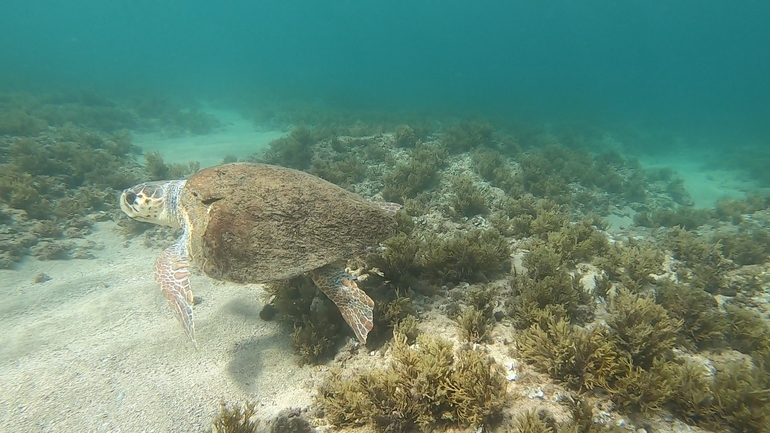 Bufo viridis  photographed by טל רז 