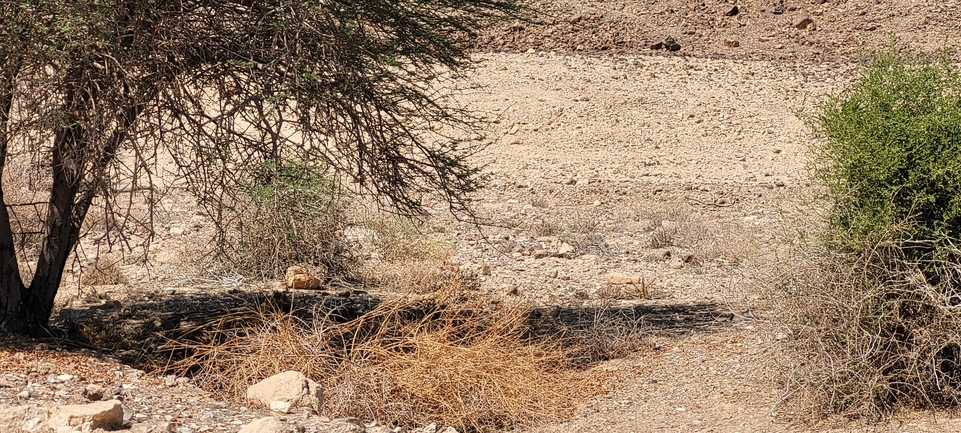 Dabb Lizard  photographed by ג'מיל אל אטרש 