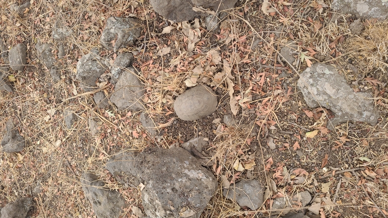 Testudo graeca  photographed by איימן גוטאני 