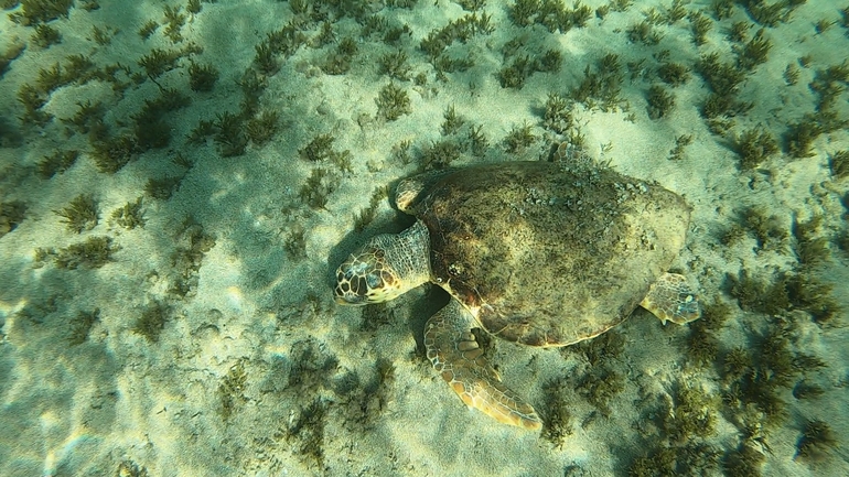 Bufo viridis  photographed by טל רז 