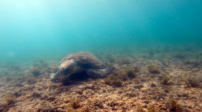 Bufo viridis  photographed by טל רז 