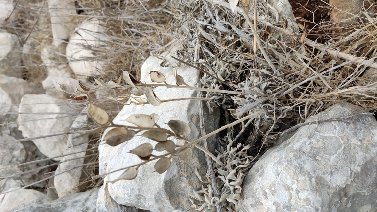 Bufo viridis  photographed by נעם שגב 