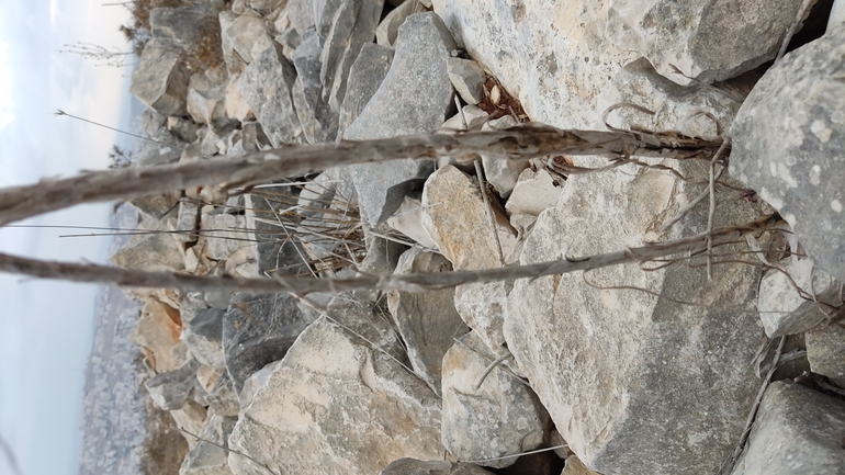 Bufo viridis  photographed by נעם שגב 