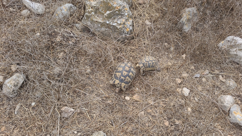 Testudo graeca  photographed by שי קורן 