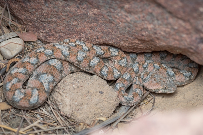 Echis coloratus  photographed by עמוס ברטי 