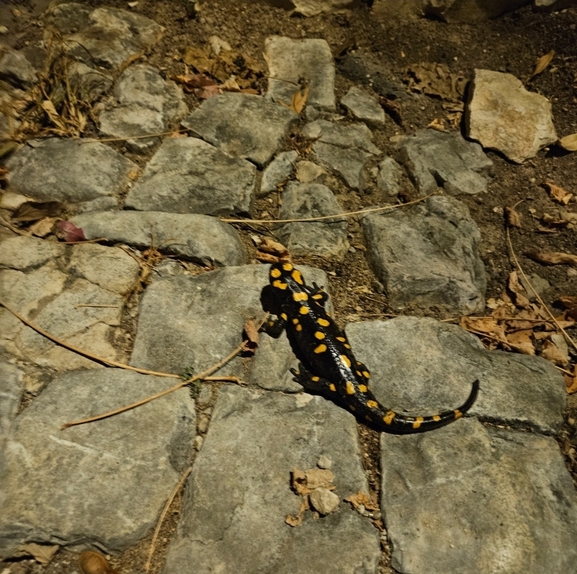 Salamandra infraimmaculata  photographed by נעם רווח 