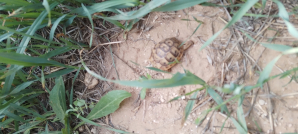 Testudo graeca  photographed by אופיר רשף 