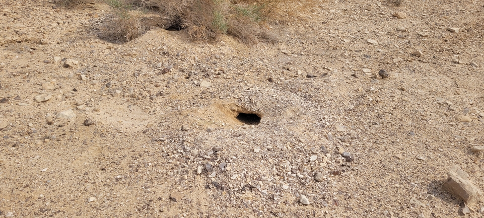 Dabb Lizard  photographed by אריה לב רוזנברג 