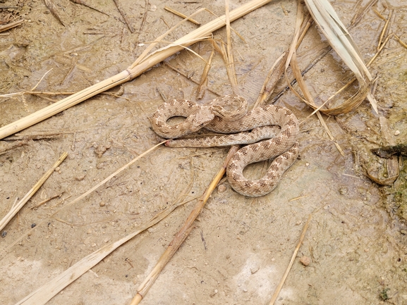 Spalerosophis diadema cliffordi  photographed by ניקיטה פודוברייב 