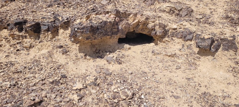 Dabb Lizard  photographed by אריה לב רוזנברג 