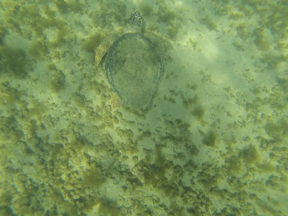 Bufo viridis  photographed by טל רז 