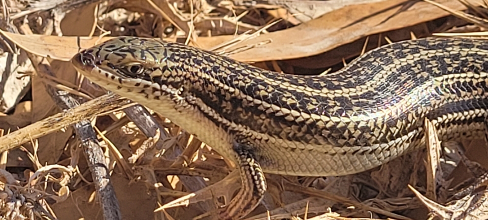 Chalcides ocellatus  photographed by סיון מרדוק 