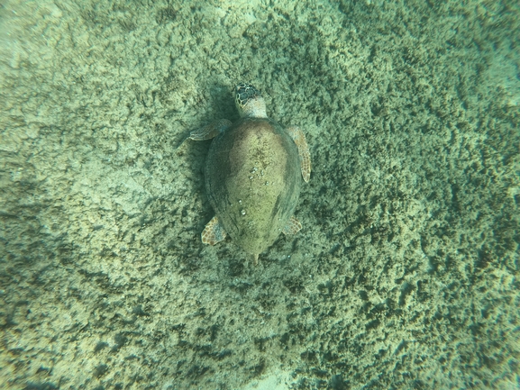 Bufo viridis  photographed by טל רז 