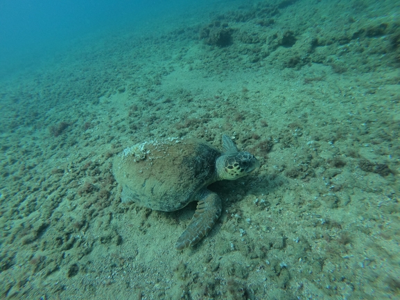 Bufo viridis  photographed by טל רז 