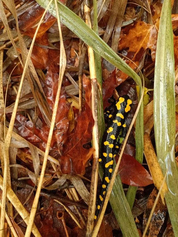 Salamandra infraimmaculata  photographed by רמדאן עיסא 
