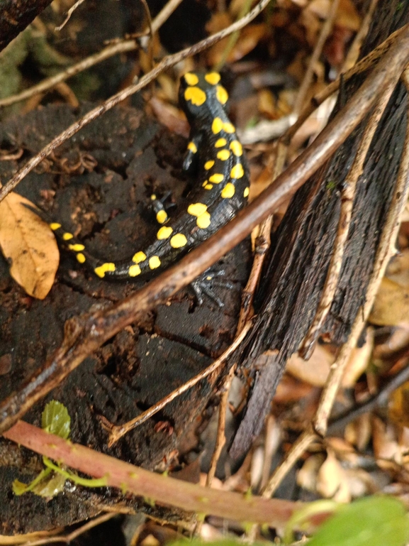 Salamandra infraimmaculata  photographed by רמדאן עיסא 