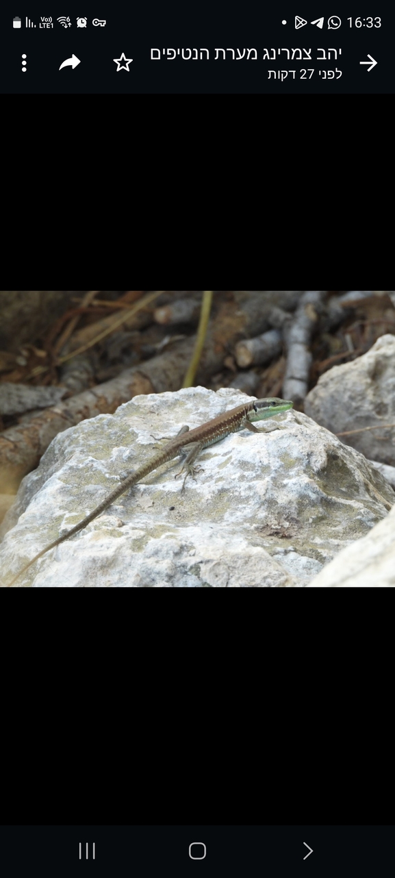 Lacerta laevis laevis  photographed by סיון מרדוק 