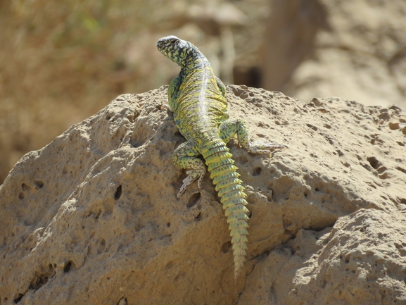 Uromastyx ornata  צולם על ידי אסף הברי 