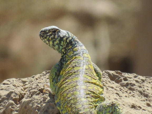 Uromastyx ornata  צולם על ידי אסף הברי 