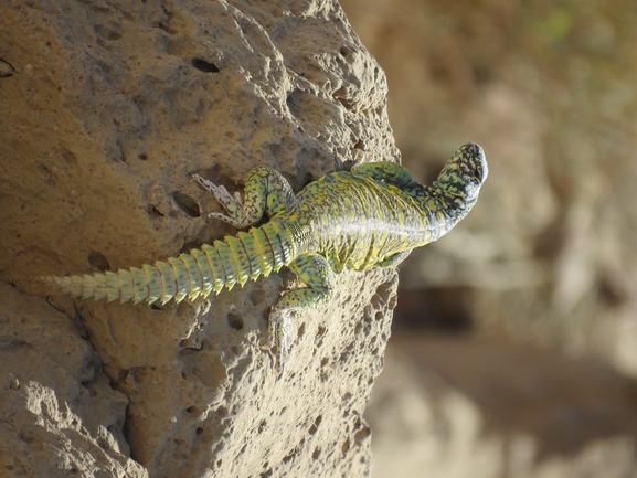 Uromastyx ornata  צולם על ידי אסף הברי 