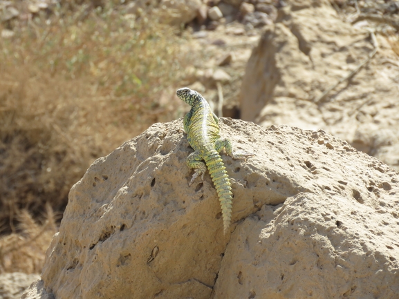 Uromastyx ornata  צולם על ידי אסף הברי 