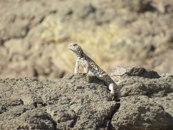 Uromastyx ornata  צולם על ידי אסף הברי 