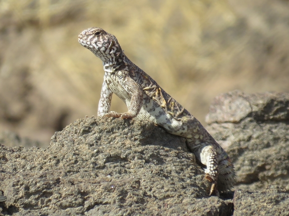 Uromastyx ornata  צולם על ידי אסף הברי 