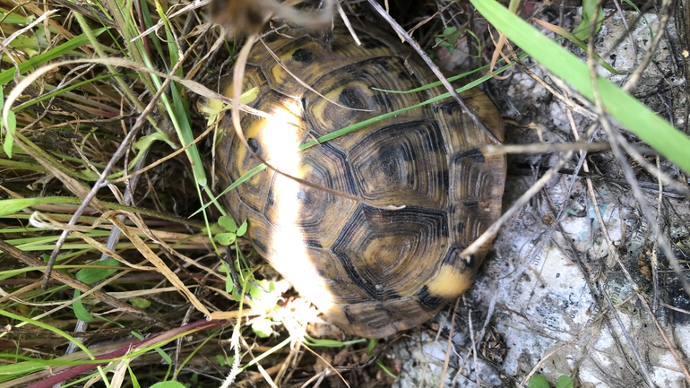 Testudo graeca  photographed by גיא פרי 