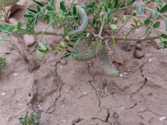 Bufo viridis  