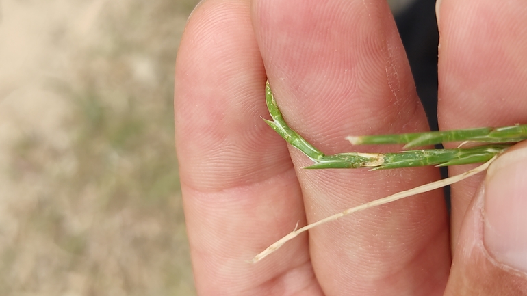 Lacerta laevis laevis  