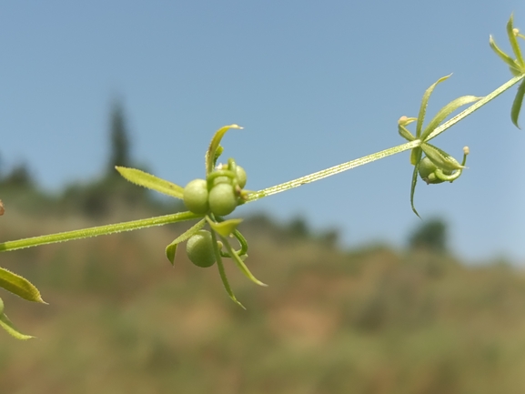 Hyla savignyi (Hyla arborea)  