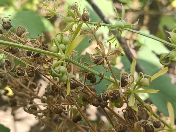 Hyla savignyi (Hyla arborea)  