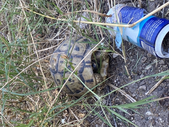 Testudo graeca  photographed by איתי שרנצל 