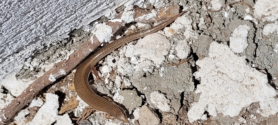 Chalcides ocellatus  photographed by אוהד מאס 