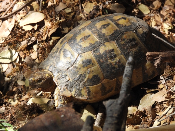 Testudo graeca  photographed by יונתן סבלסקי 