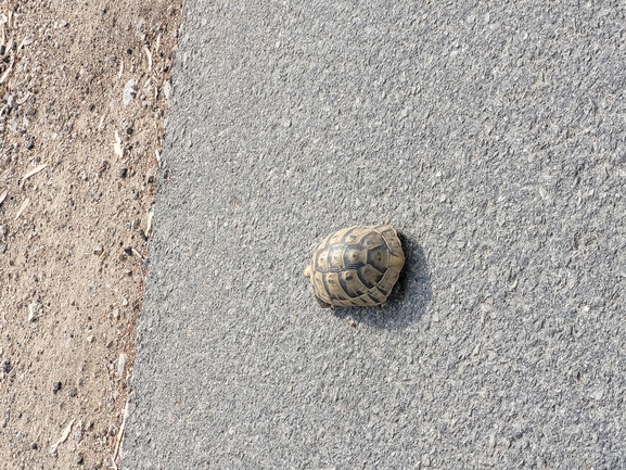 Testudo graeca  photographed by יונתן סבלסקי 