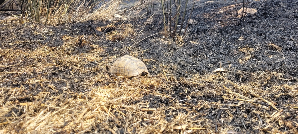 Testudo graeca  photographed by ליעד כהן 