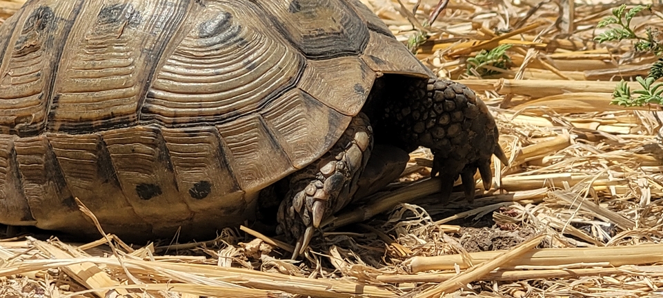 Testudo graeca  photographed by ליעד כהן 