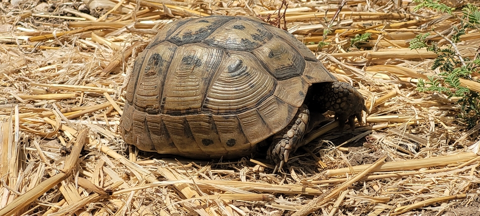 Testudo graeca  photographed by ליעד כהן 