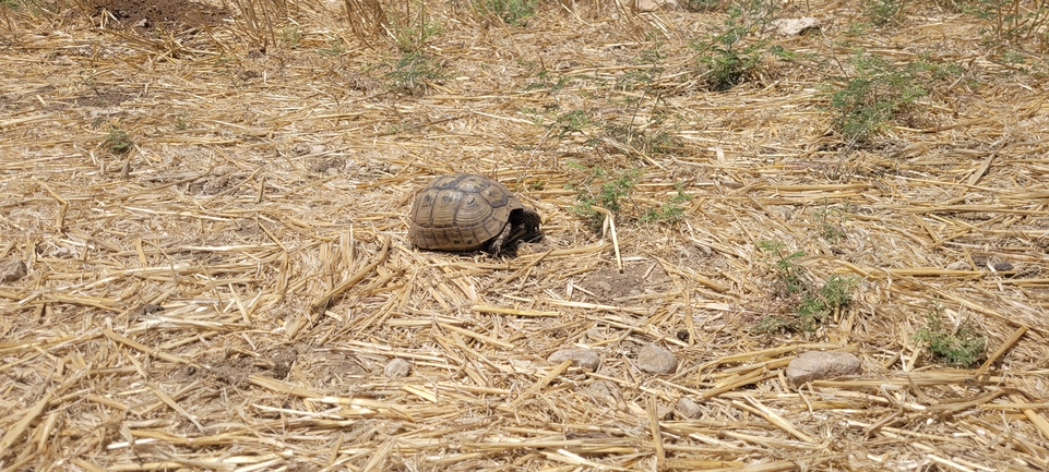 Testudo graeca  photographed by ליעד כהן 